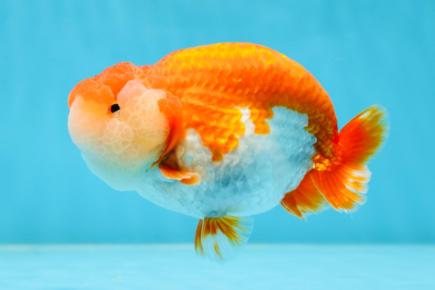 AAA Grade TOP Red White LionQueen 4.5 inches #051625LC_38