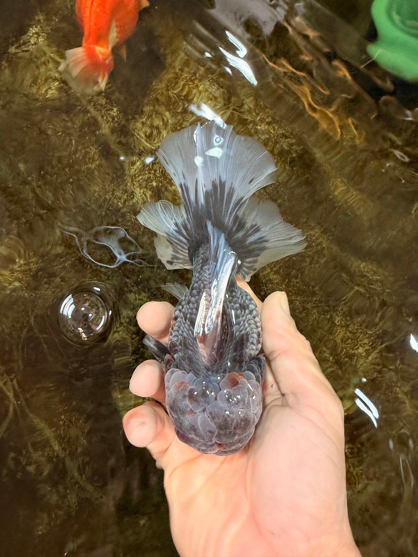 AAA Grade JUMBO Godzilla Kirin Oranda Male 5.5-6 inches #101725OR_24