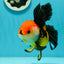 Tricolor Oranda Female 5.5 inches #111524OR_15