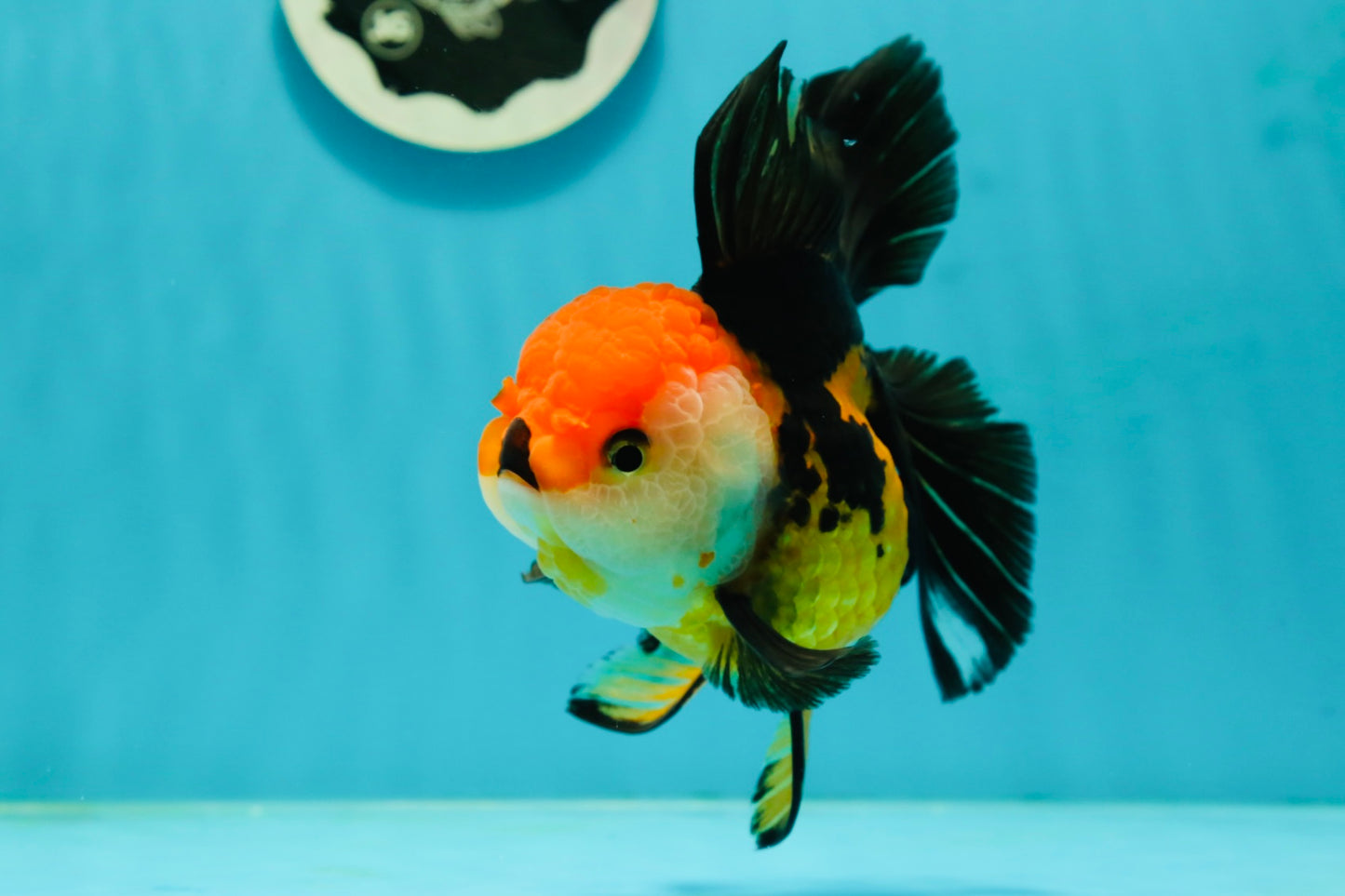 Tricolor Oranda Female 5.5 inches #111524OR_15