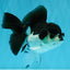 ELVIS Panda Oranda Female 5-5.5 inches #041026OR_07