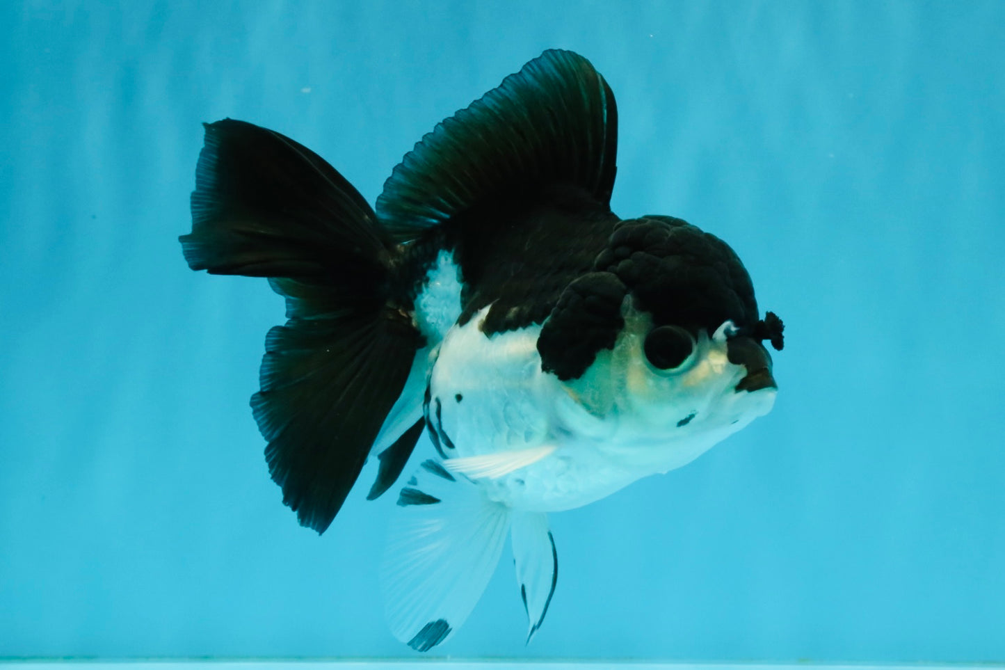 ELVIS Panda Oranda Female 5-5.5 inches #041026OR_07
