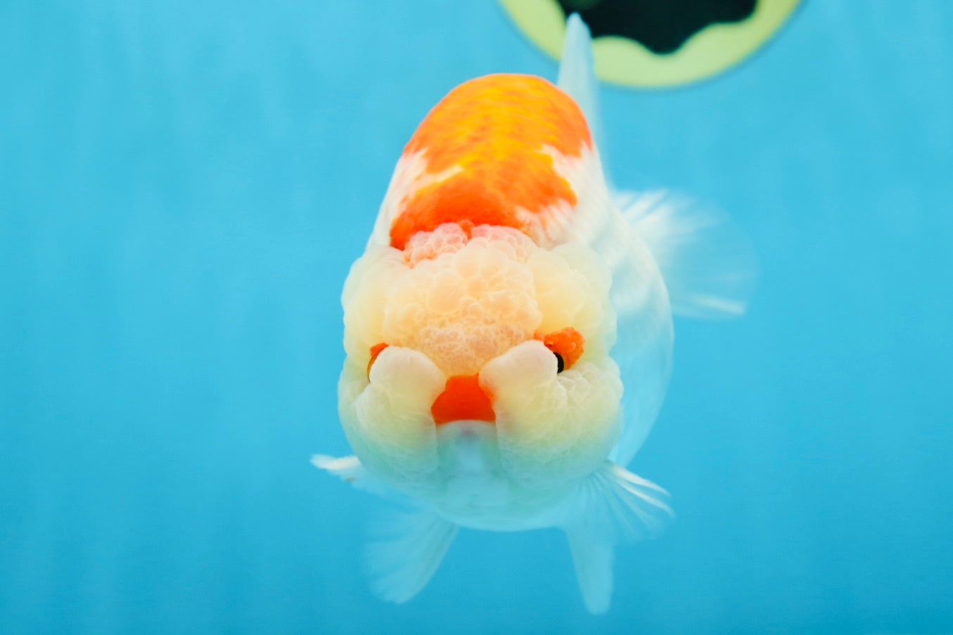 AAA Grade Super Red White LionKing 5.5 inches #080125LC_01