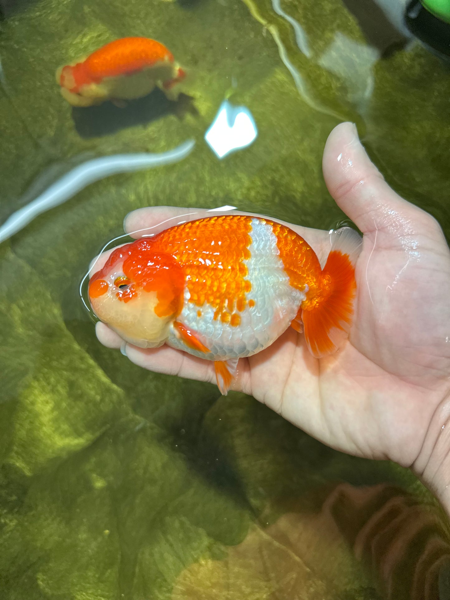 AAA Grade Adorable Red White LionQueen 4.5 inches #041825LC_02