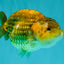 Apache Chinese Ranchu Female 5-5.5 inches #050826RC_11