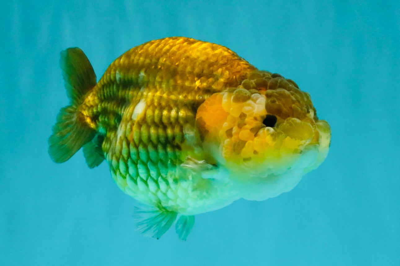 Apache Chinese Ranchu Female 5-5.5 inches #050826RC_11