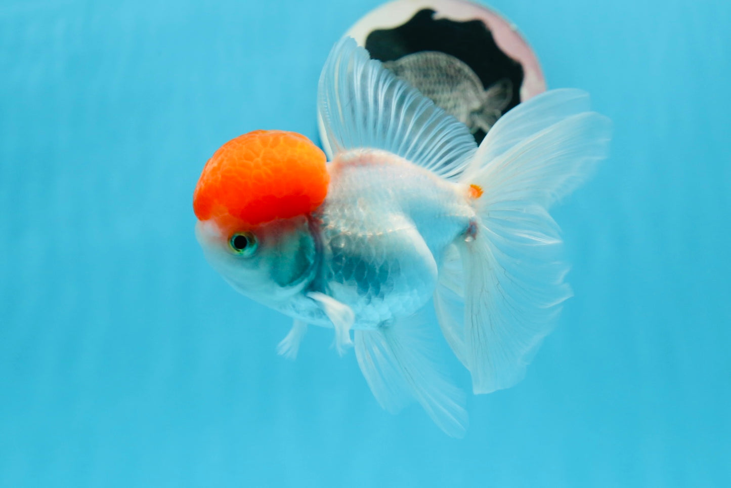 Red Cap Oranda Male 4.5 inches #0920OR_22