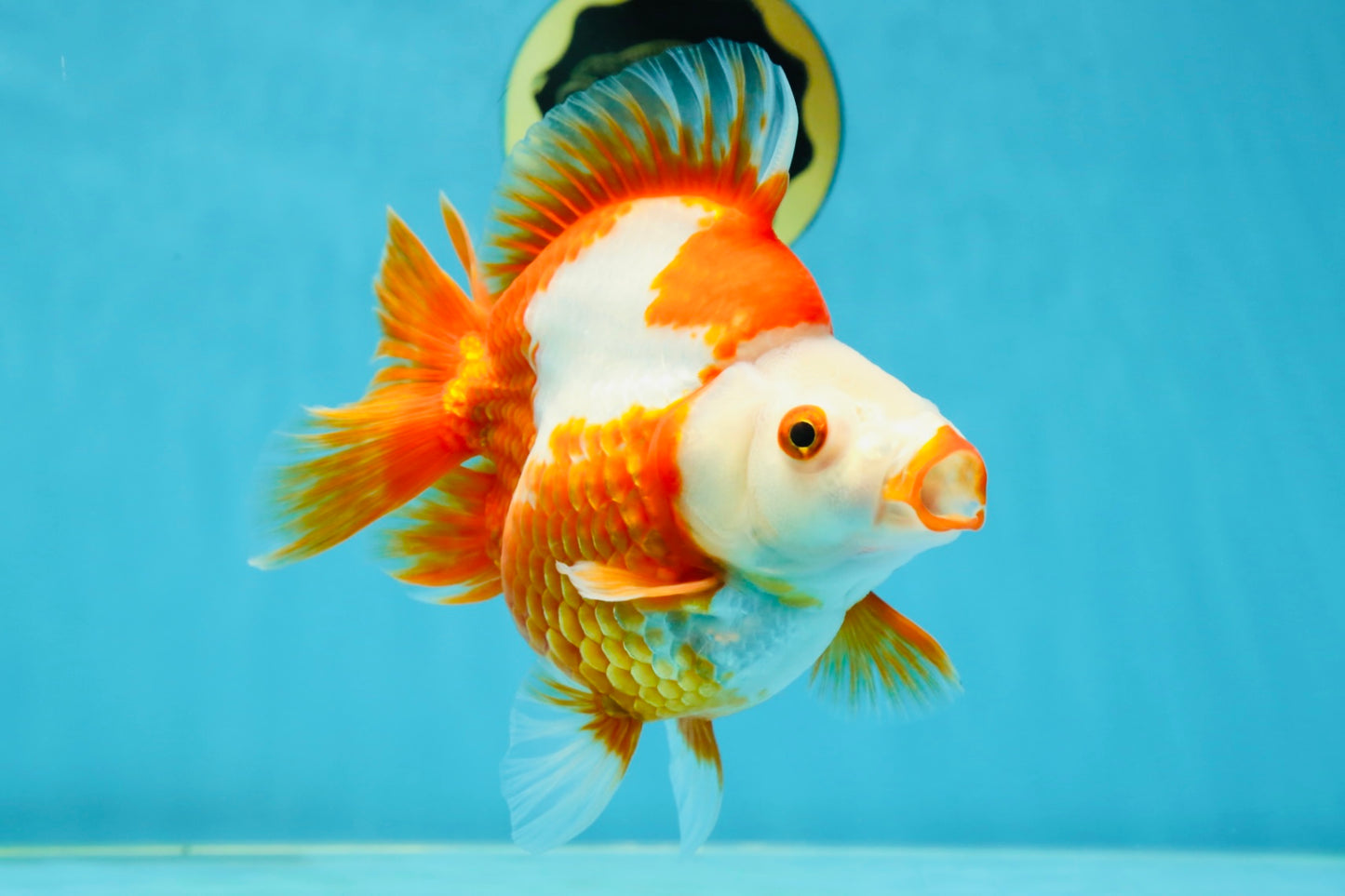 AAA GRADE Red White Ryukin Female 5.5 inches #050925RK_18