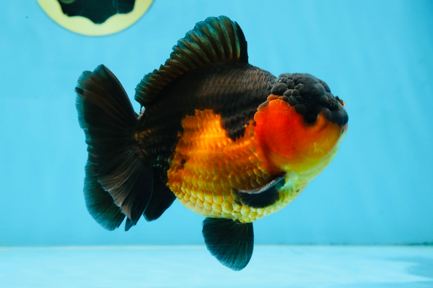 A Grade Apache Yuanbao Male 5 inches #101025YB_26