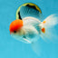 AAA Grade Red Cap Oranda Male 5 inches #050925OR_42