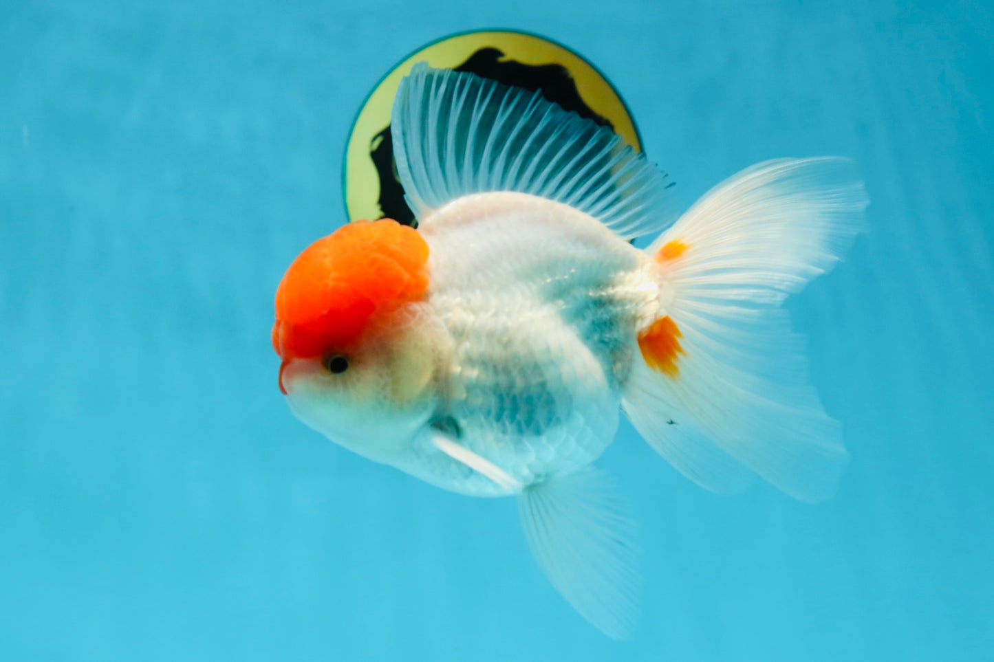 AAA Grade Red Cap Oranda Male 5 inches #050925OR_42