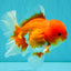 A Grade Red White Oranda Male 5.5 inches #080726OR_12