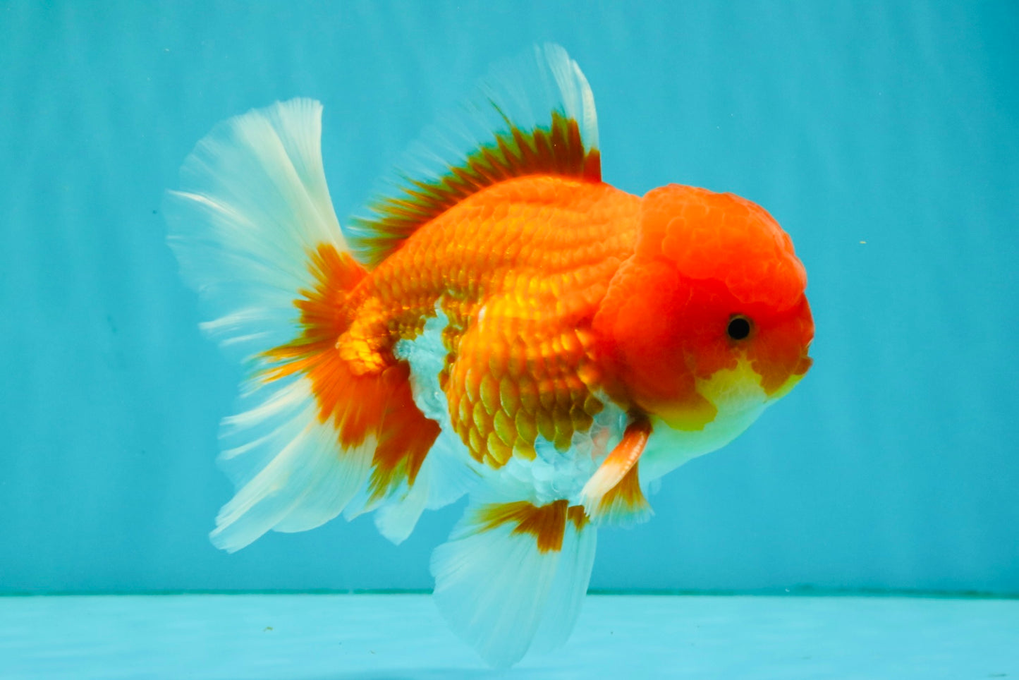 A Grade Red White Oranda Male 5.5 inches #080726OR_12