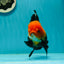 Black Red (Apache) Oranda Female 5.5 inches #102624OR_13