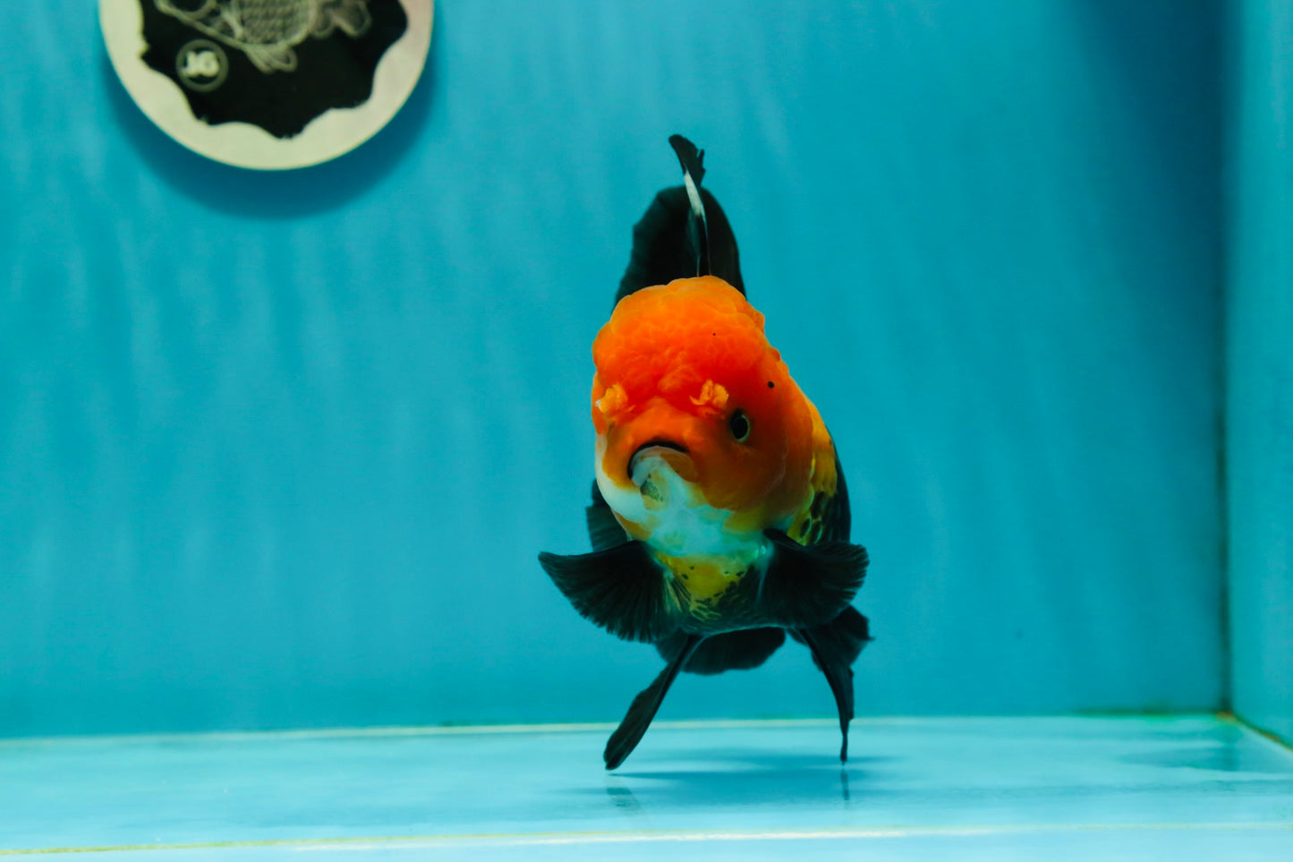 Black Red (Apache) Oranda Female 5.5 inches #102624OR_13