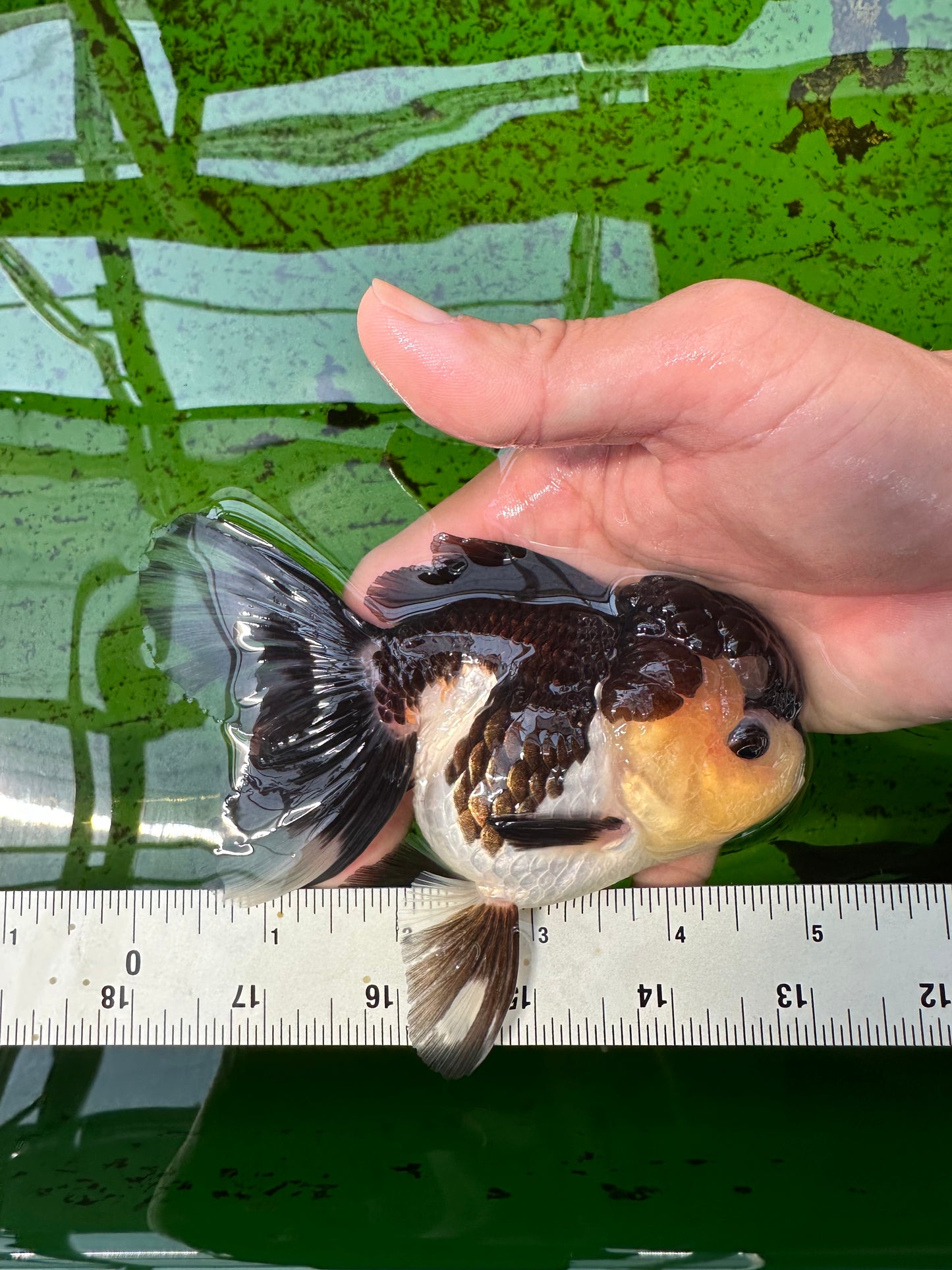 Panda de ojos de botón de grado AAA Oranda hembra de 5 pulgadas n.º 0913OR_16