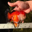 A Grade Tricolor Oranda Female 5-5.5 inches #030626OR_29