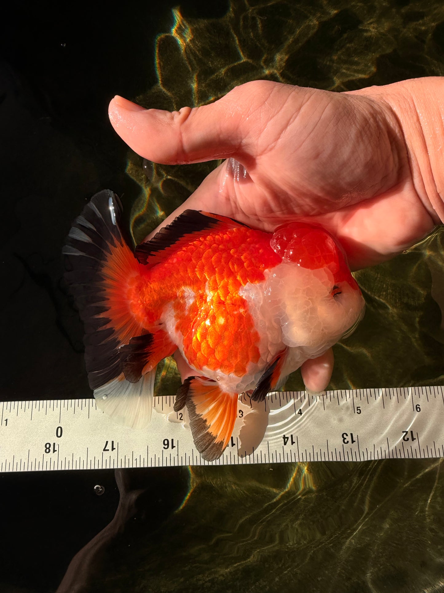 A Grade Tricolor Oranda Female 5-5.5 inches #030626OR_29