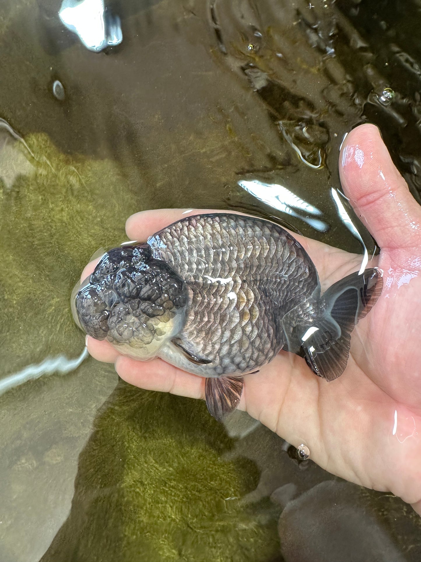 A Grade RARE Blue LionQueen 4.5 inches #062025LC_12