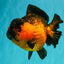 LAVA AAA Grade Apache Yuanbao Female 5.5-6 inches #092526YB_15