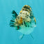 A Grade Tricolor Tiger Ranchu Female 5 inches #080726RC_28