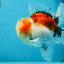 A Grade Calico Oranda Male 5 inches #060625OR_20