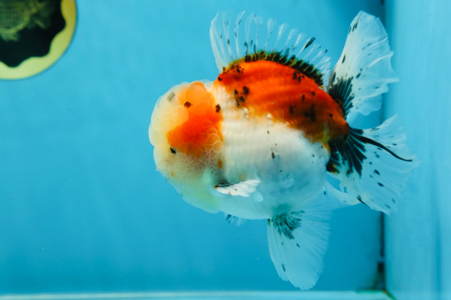 A Grade Calico Oranda Male 5 inches #060625OR_20