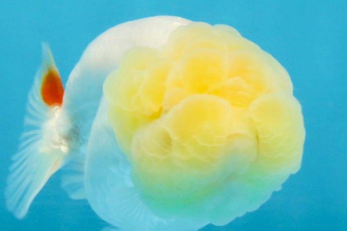 Snow White Lionchu Female 3.5 inches #121925LC_03