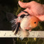 A Grade Panda Oranda Male 5.5 inches #030626OR_23