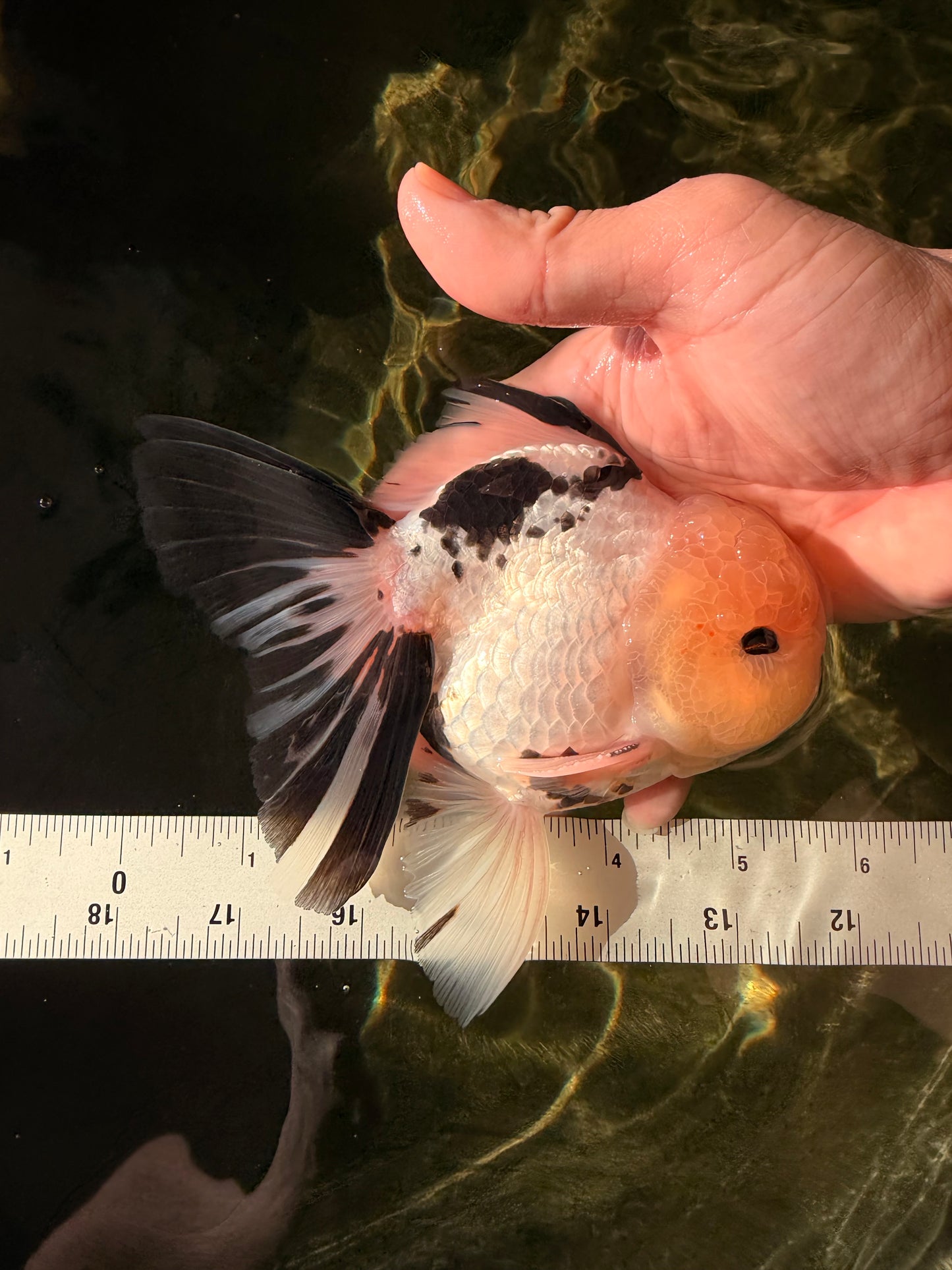 A Grade Panda Oranda Male 5.5 inches #030626OR_23