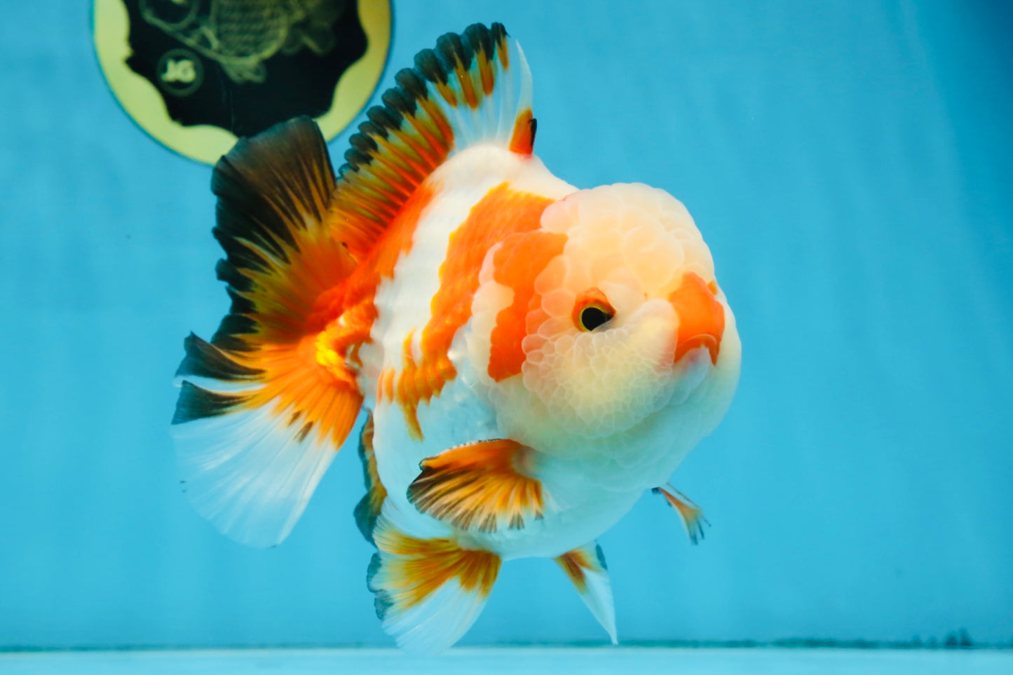 AAA Grade CHONKY Tricolor Yuanbao Male 5.5 inches #091925YB_16