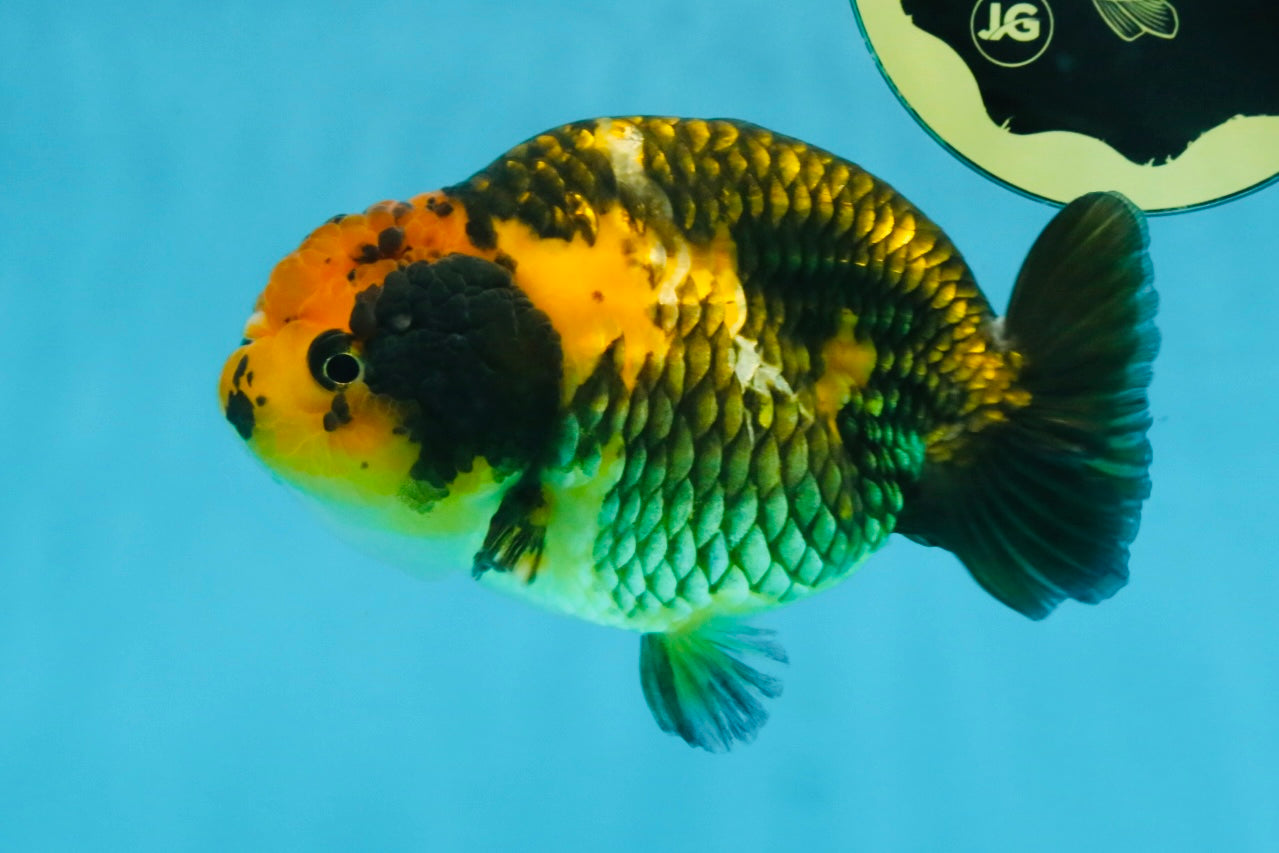A Grade Chinese Apache Ranchu 4.5-5 inches #110725RC_12