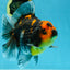 A Grade Kirin Tiger Oranda Female 5.5-6 inches #050925OR_32