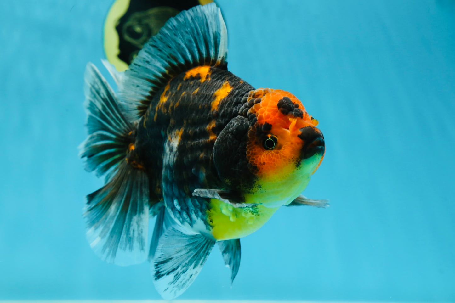 A Grade Kirin Tiger Oranda Female 5.5-6 inches #050925OR_32