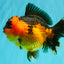 CHUBBY AAA Grade Apache Oranda Female 6-6.5 inches #082126OR_11