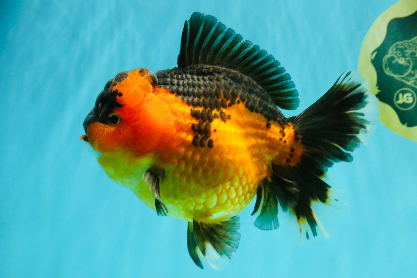 CHUBBY AAA Grade Apache Oranda Female 6-6.5 inches #082126OR_11