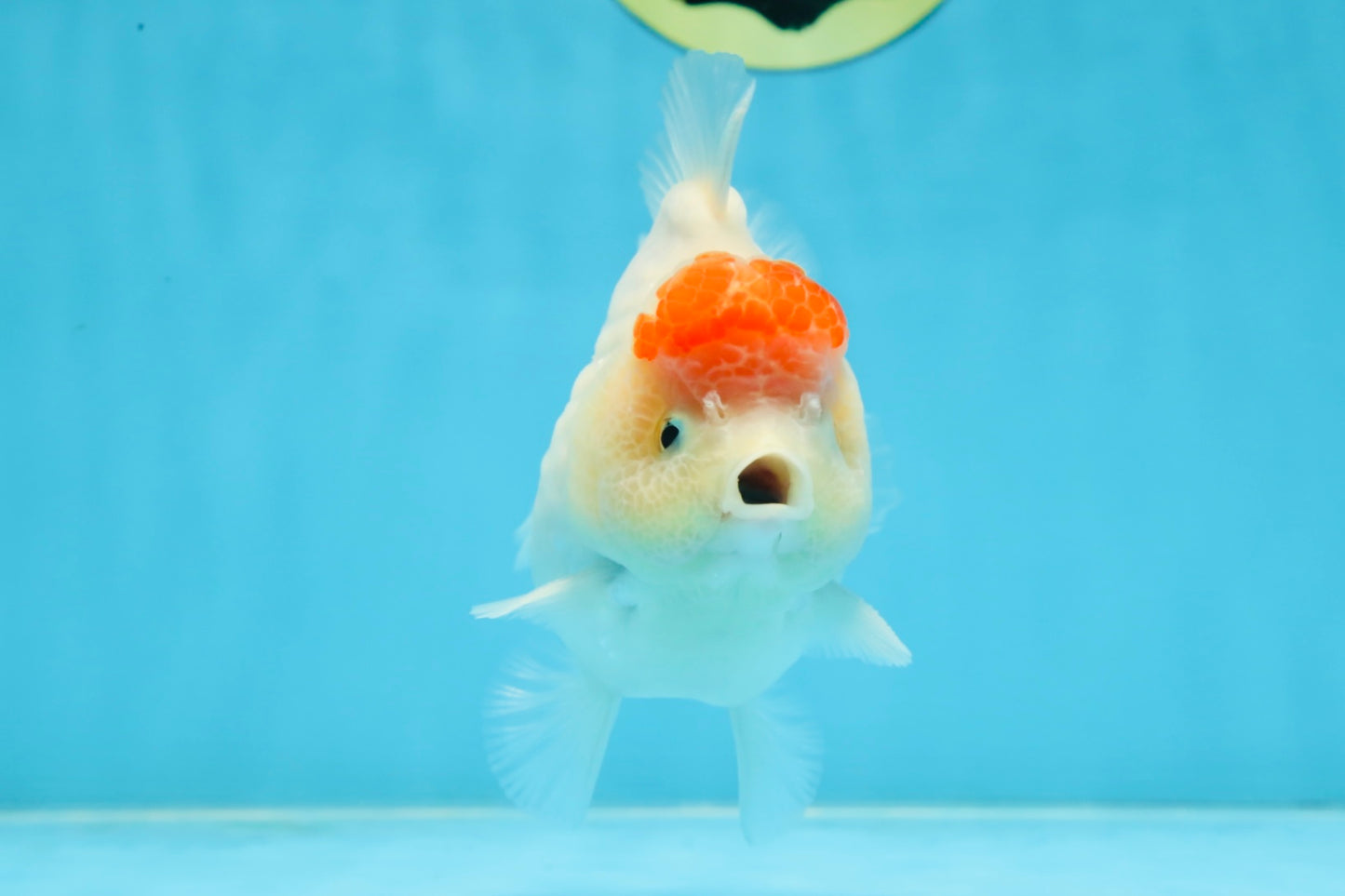 AAA Grade Tancho Sakura Yuanbao Male 4-4.5 inches #101025YB_31