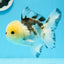 A Grade Tricolor Button Eyes Oranda Male 4.5 inches #0920OR_23