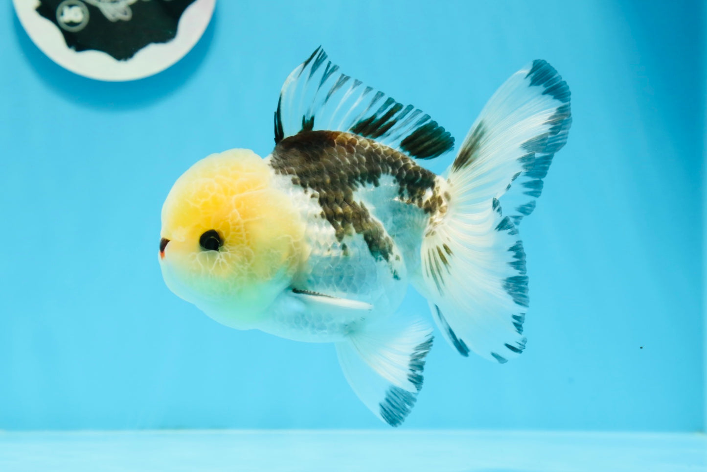 A Grade Tricolor Button Eyes Oranda Male 4.5 inches #0920OR_23