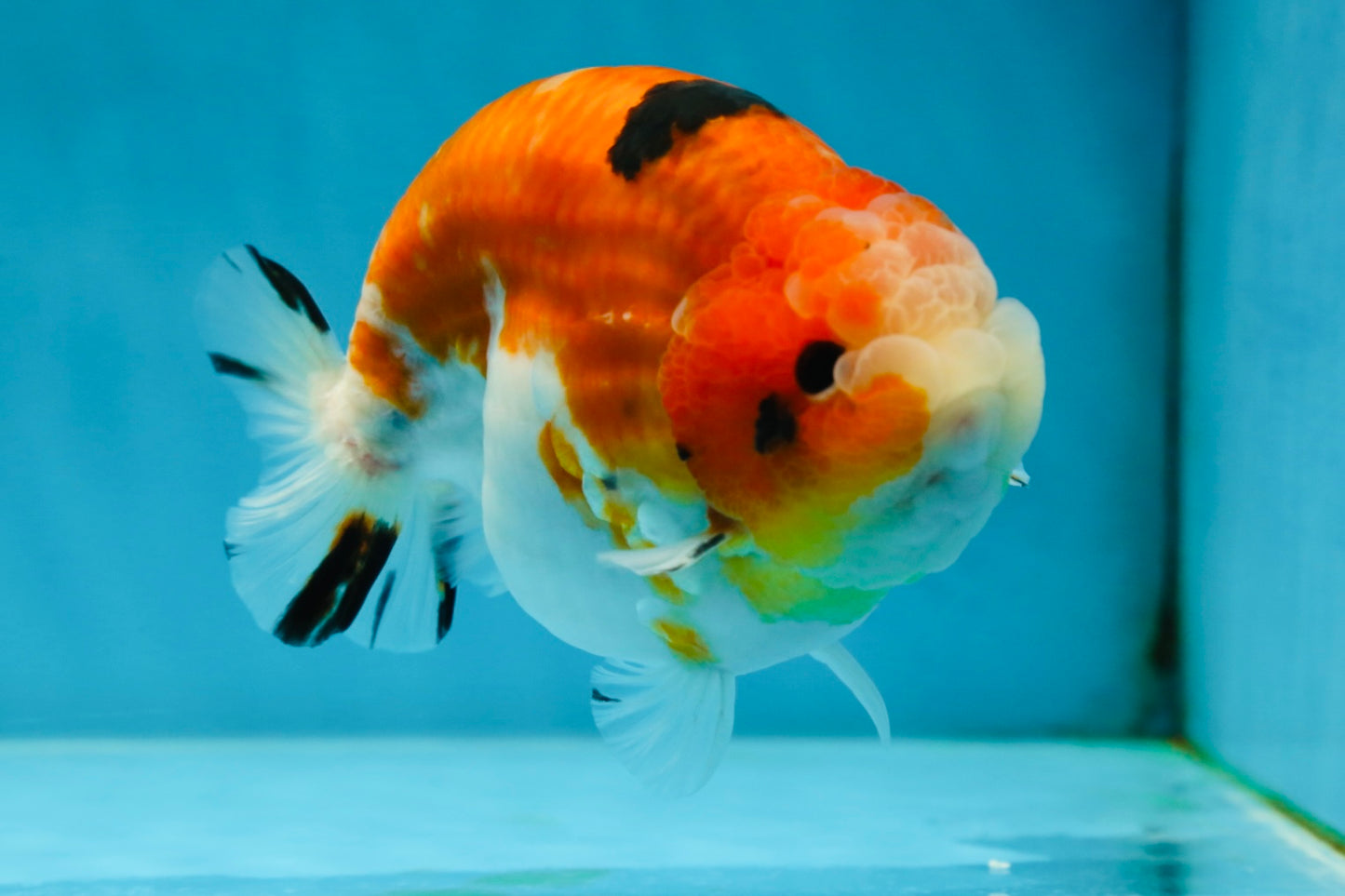 AAA Grade Strong Body Structure Sakura LionKing 5 inches #051625LC_08