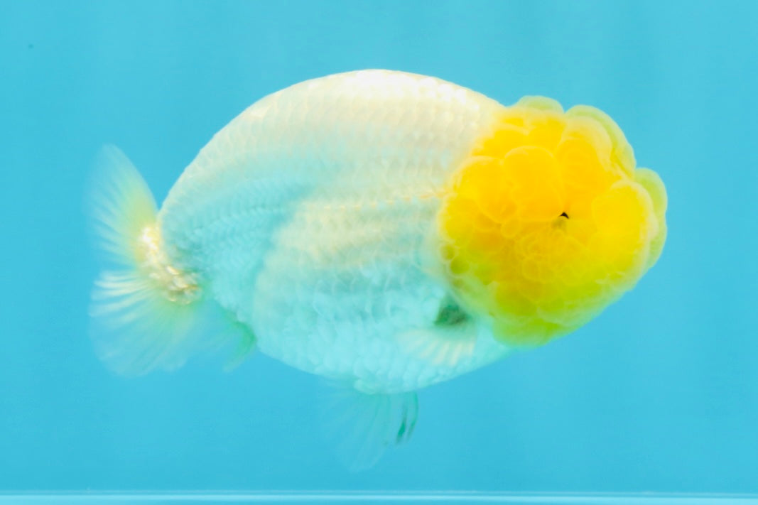 SUPER CUTE AAA Grade White LionKing 4 inches #022026LC_18