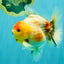 UNIQUE A Grade Marble Red Head Oranda Male 4.5-5 inches #090426OR_05