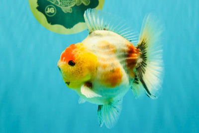 UNIQUE A Grade Marble Red Head Oranda Male 4.5-5 inches #090426OR_05