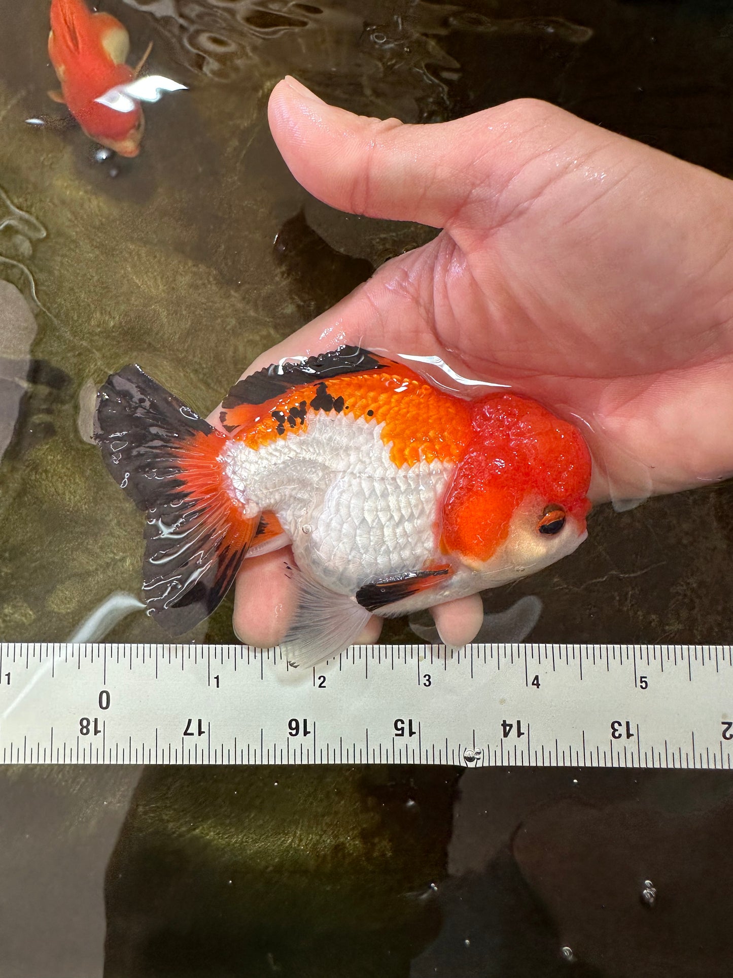 Tricolor Yuanbao Male 4.5 inches #062725YB_10