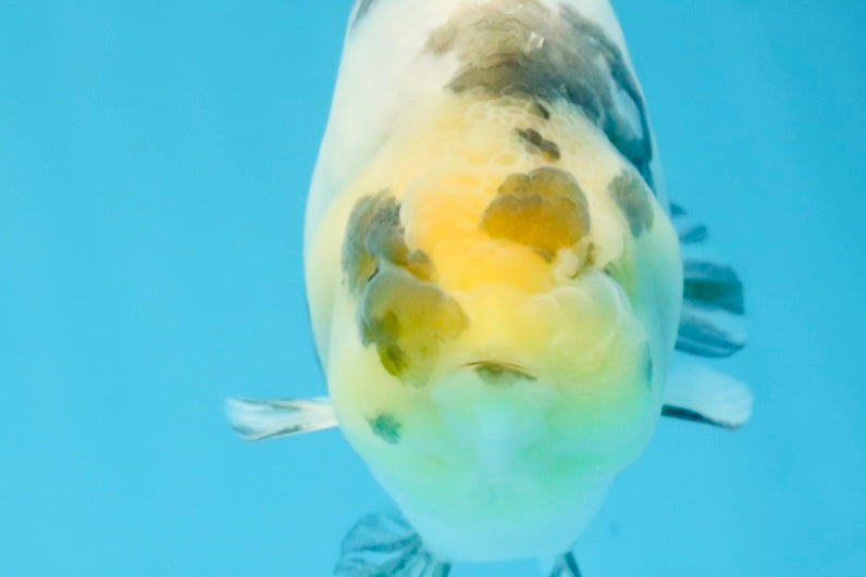 Cow Chinese Ranchu Female 5-5.5 inches #103125RC_08