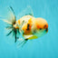 AAA Grade Calico Oranda Male 6-6.5 inches #070626OR_18