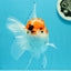 A Grade Tricolor Red Head Snow White Oranda Female 5.5 inches #0531OR_17