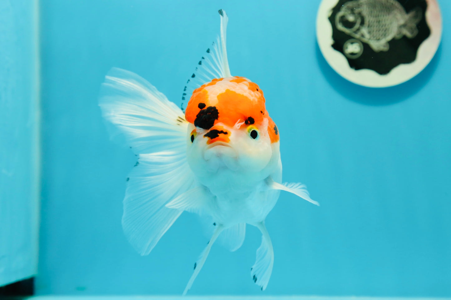 A Grade Tricolor Red Head Snow White Oranda Female 5.5 inches #0531OR_17