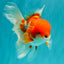 A Grade Red White Oranda Male 5.5 inches #102326OR_17