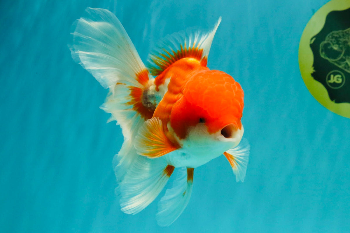A Grade Red White Oranda Male 5.5 inches #102326OR_17